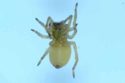 Cheiracanthium pennyi